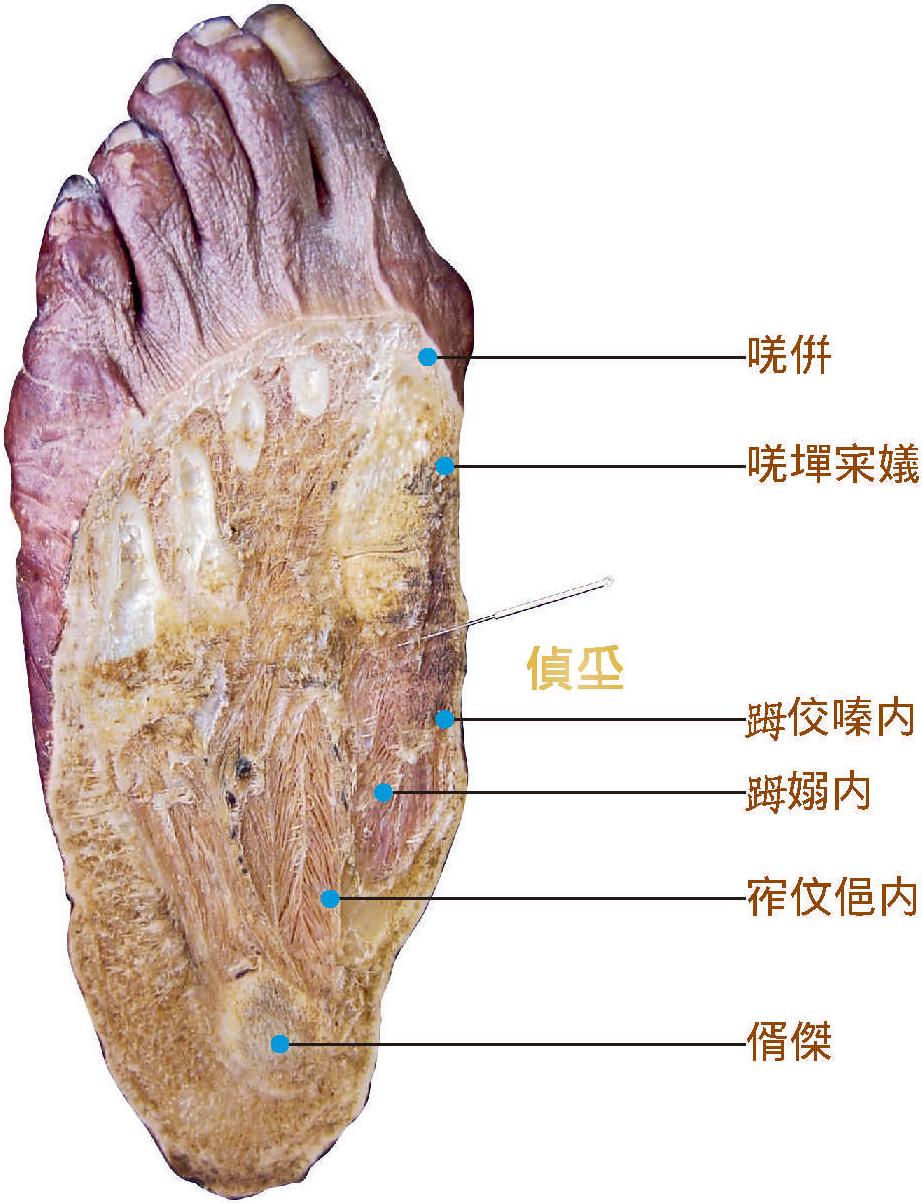 公孫